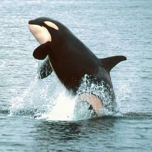 Meet your Posher, Peggy